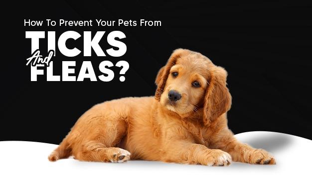 How To Prevent Your Pets From Ticks and Fleas?